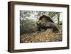 Galapagos Tortoise-DLILLC-Framed Photographic Print