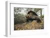 Galapagos Tortoise-DLILLC-Framed Photographic Print