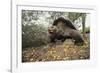 Galapagos Tortoise-DLILLC-Framed Photographic Print