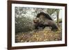 Galapagos Tortoise-DLILLC-Framed Photographic Print