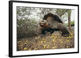 Galapagos Tortoise-DLILLC-Framed Photographic Print