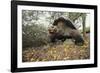 Galapagos Tortoise-DLILLC-Framed Photographic Print