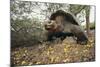 Galapagos Tortoise-DLILLC-Mounted Photographic Print