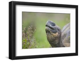 Galapagos Tortoise-DLILLC-Framed Photographic Print