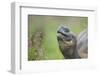 Galapagos Tortoise-DLILLC-Framed Photographic Print