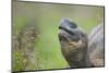 Galapagos Tortoise-DLILLC-Mounted Photographic Print