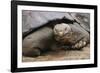 Galapagos Tortoise-DLILLC-Framed Photographic Print