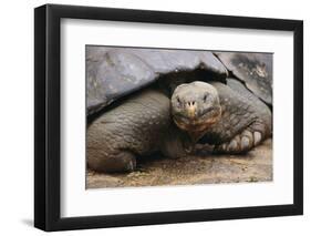 Galapagos Tortoise-DLILLC-Framed Photographic Print