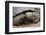 Galapagos Tortoise-DLILLC-Framed Photographic Print