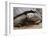 Galapagos Tortoise-DLILLC-Framed Photographic Print