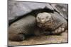 Galapagos Tortoise-DLILLC-Mounted Photographic Print