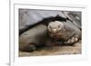 Galapagos Tortoise-DLILLC-Framed Photographic Print