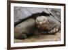 Galapagos Tortoise-DLILLC-Framed Photographic Print