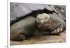 Galapagos Tortoise-DLILLC-Framed Photographic Print