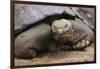 Galapagos Tortoise-DLILLC-Framed Photographic Print