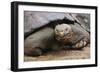 Galapagos Tortoise-DLILLC-Framed Photographic Print