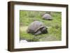 Galapagos Tortoises-DLILLC-Framed Photographic Print