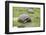 Galapagos Tortoises-DLILLC-Framed Photographic Print