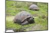 Galapagos Tortoises-DLILLC-Mounted Photographic Print