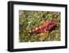 Galapagos Triplefin Blenny-Hal Beral-Framed Photographic Print