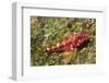 Galapagos Triplefin Blenny-Hal Beral-Framed Photographic Print