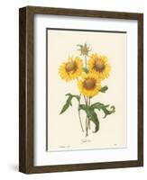 Galardia-null-Framed Giclee Print