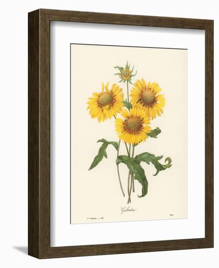 Galardia-null-Framed Giclee Print