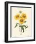 Galardia-null-Framed Giclee Print