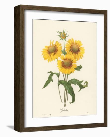 Galardia-null-Framed Giclee Print