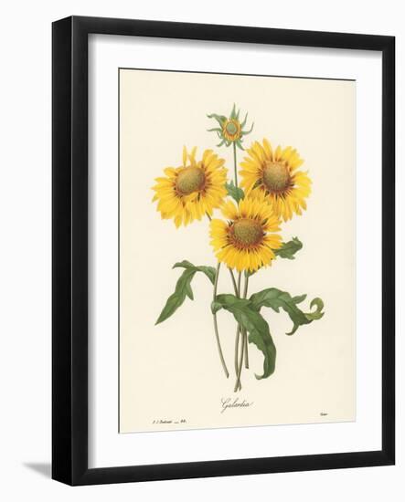 Galardia-null-Framed Giclee Print