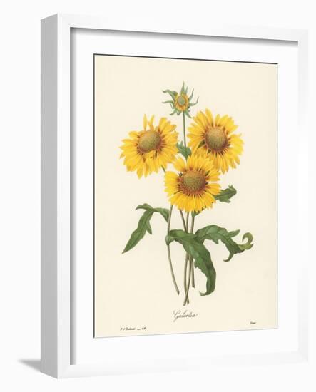 Galardia-null-Framed Giclee Print