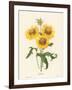 Galardia-null-Framed Giclee Print