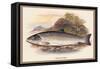 Galaway Sea Trout-A.f. Lydon-Framed Stretched Canvas