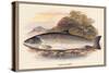 Galaway Sea Trout-A.f. Lydon-Stretched Canvas