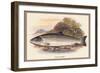 Galaway Sea Trout-A.f. Lydon-Framed Art Print