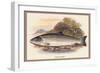 Galaway Sea Trout-A.f. Lydon-Framed Art Print