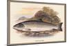 Galaway Sea Trout-A.f. Lydon-Mounted Art Print