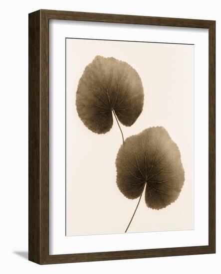 Galax Leaf-Julie Greenwood-Framed Art Print