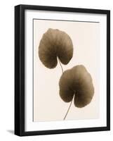 Galax Leaf-Julie Greenwood-Framed Art Print