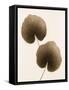 Galax Leaf-Julie Greenwood-Framed Stretched Canvas