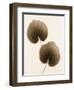 Galax Leaf-Julie Greenwood-Framed Art Print