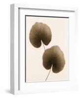 Galax Leaf-Julie Greenwood-Framed Art Print