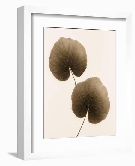 Galax Leaf-Julie Greenwood-Framed Art Print