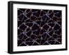 Galaxy Distribution, Computer Artwork-Mehau Kulyk-Framed Photographic Print