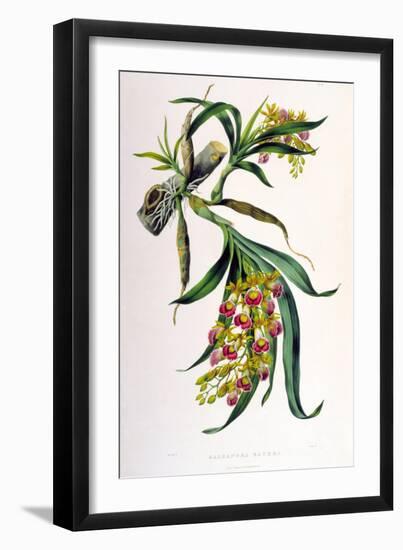 Galeandra Baueri-Porter Design-Framed Giclee Print