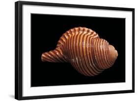 Galegna Clandestina-Paul Starosta-Framed Photographic Print