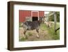 Galena, Illinois, USA. Three dairy goats in front of a red barn.-Janet Horton-Framed Photographic Print