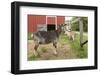 Galena, Illinois, USA. Three dairy goats in front of a red barn.-Janet Horton-Framed Photographic Print