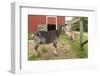 Galena, Illinois, USA. Three dairy goats in front of a red barn.-Janet Horton-Framed Photographic Print