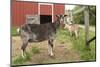 Galena, Illinois, USA. Three dairy goats in front of a red barn.-Janet Horton-Mounted Photographic Print